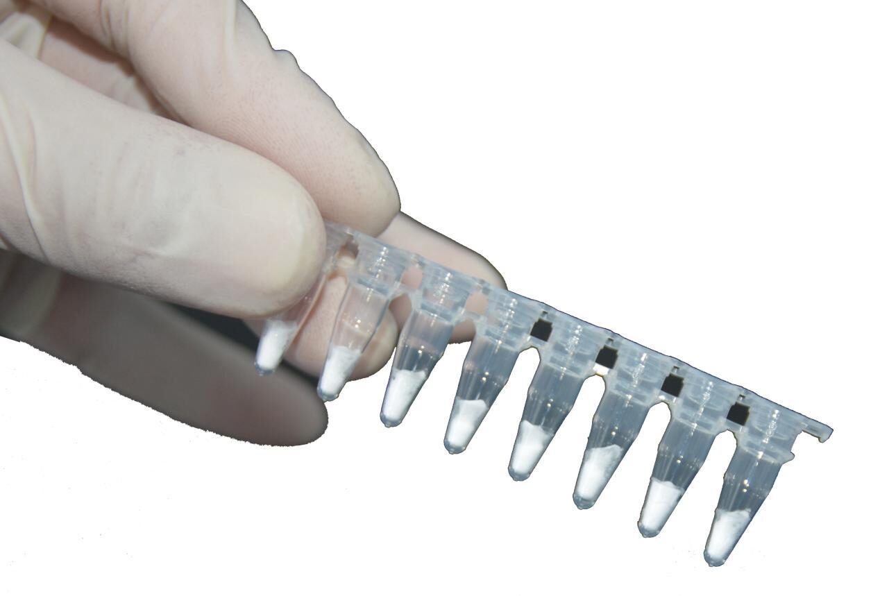 Gloved hand holding an eight-tube strip used with RAA extraction workflow